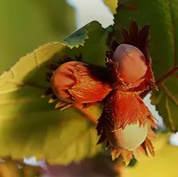 Hazelnuts